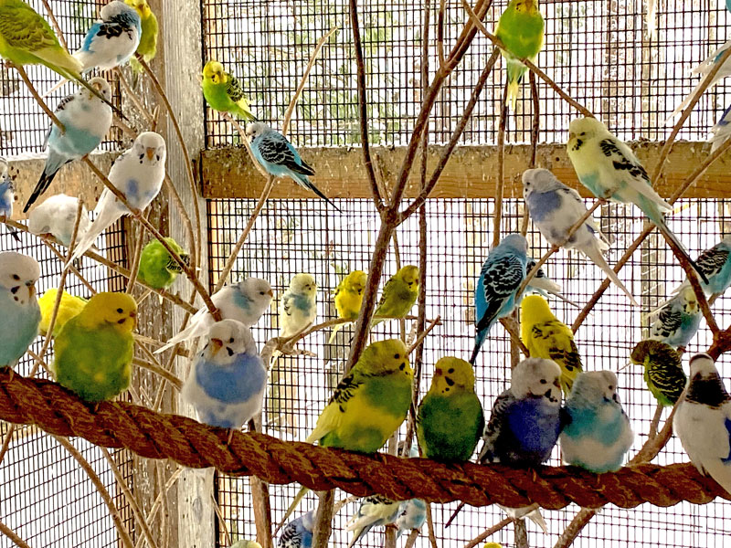  Parakeets at GarLyn Zoo